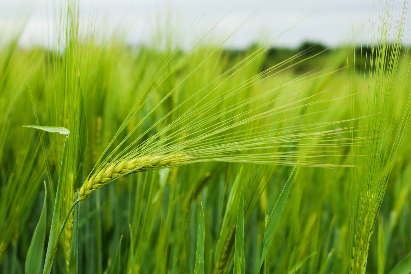 DYK Mühle Raabs - Der Spezialist für Bio und Demeter Vollkornmehle im Waldviertel